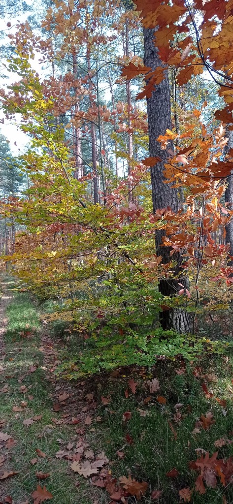 Leśne klimaty, Jesienny las