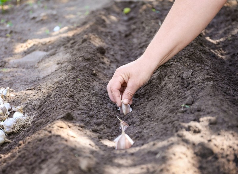 kiedy sadzić cebulę i czosnek jesienią