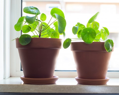 Prosty sposób na rozmnożenie pieniążka. Nowe sadzonki za darmo i więcej szczęścia w domu