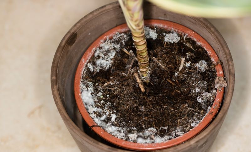 Przyczyną powstawania pleśni w doniczce może być przelewanie rośliny.