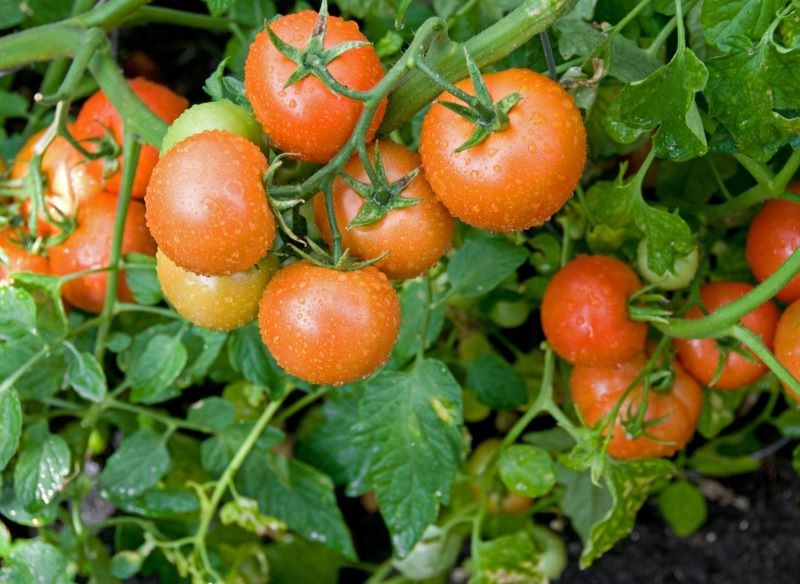 Pomidory możemy podlewać gnojówką z pokrzywy, aby je wzmocnić.