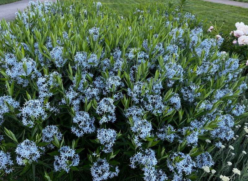 amsonia
