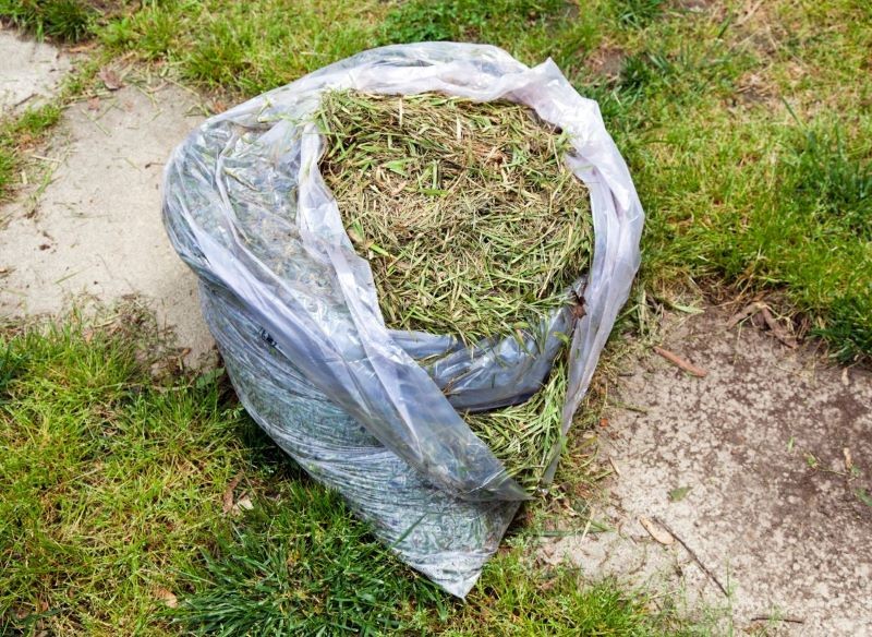 Krzewy owocowe najlepiej ściółkować świeżo skoszoną trawą.