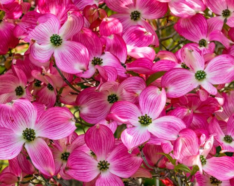 Dereń kwiecisty (Cornus florida)