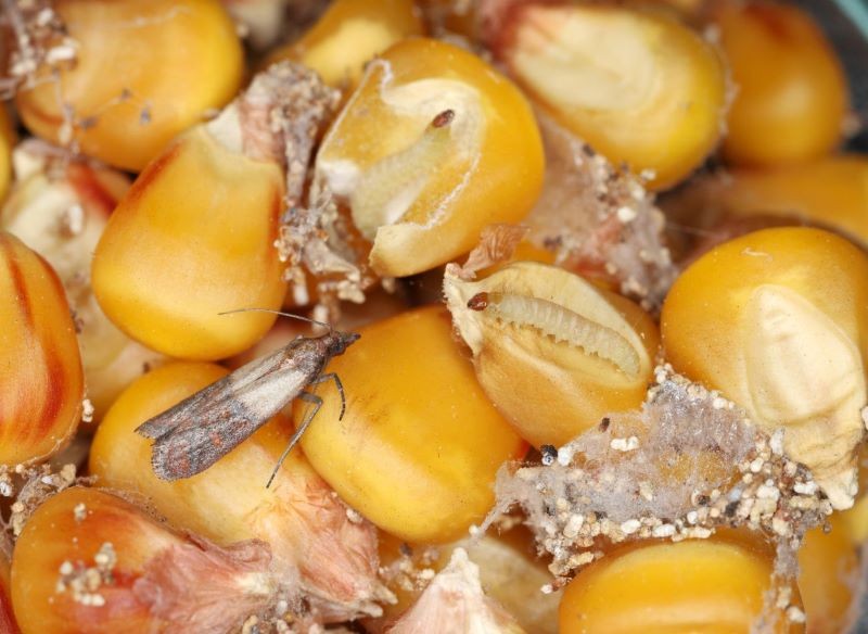 Szukając gniazd moli spożywczych, przejrzyjmy wszystkie produkty w kuchennej szafce.