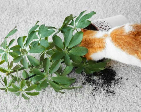 O słabości kota do roślin