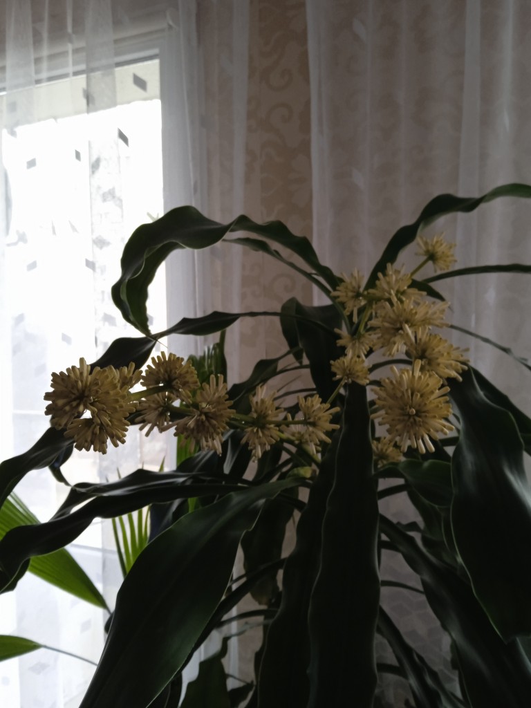 Pozostałe, Dracena wonna