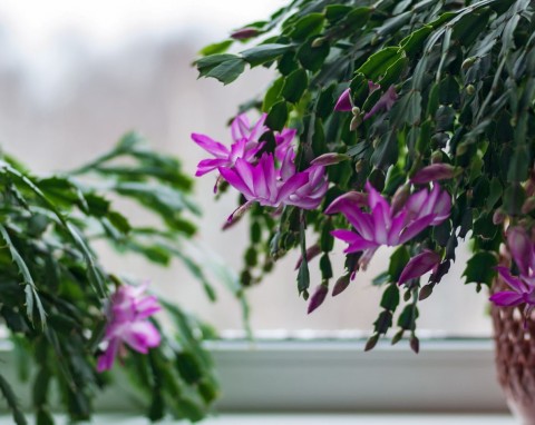 Podlej grudnika specjalnym nawozem. W święta będzie kwitł jak szalony