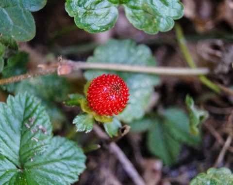 Poziomka pospolita (Fragaria vesca)