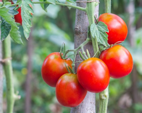 Dlaczego na pomidorach pojawiają się żółte piętki? Sposoby na przebarwianie pomidorów