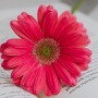 Rośliny, Znaczenie kwiatów - Gerbery są symbolem szczęścia, szacunku i uznania. Z ich pomocą możemy wyrazić przyjaźń oraz sympatię. Wręczając je okazujemy podziękowanie drugiej osobie za to, że dzięki niej nasz świat staje się piękniejszy i lepszy.

Fot. Pexels