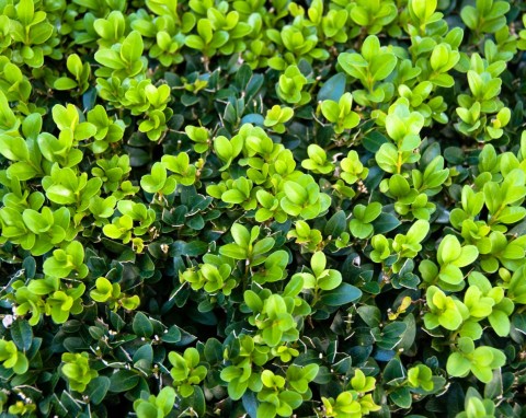 Bukszpan (Buxus L.)