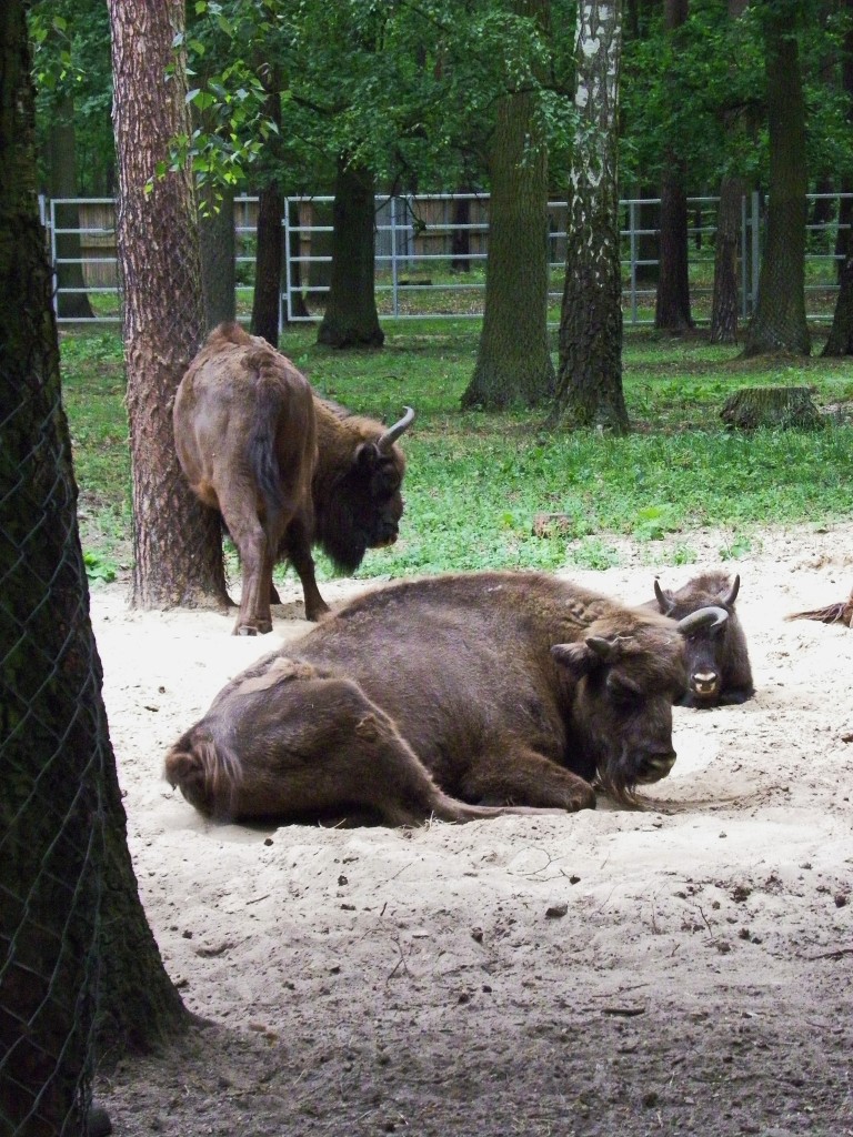 Pozostałe, Arboretum w Gołuchowie - Park i zabudowania cz 1 - Gołuchów  Zagroda dla zwierząt 