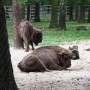 Pozostałe, Arboretum w Gołuchowie - Park i zabudowania cz 1 - Gołuchów  Zagroda dla zwierząt 