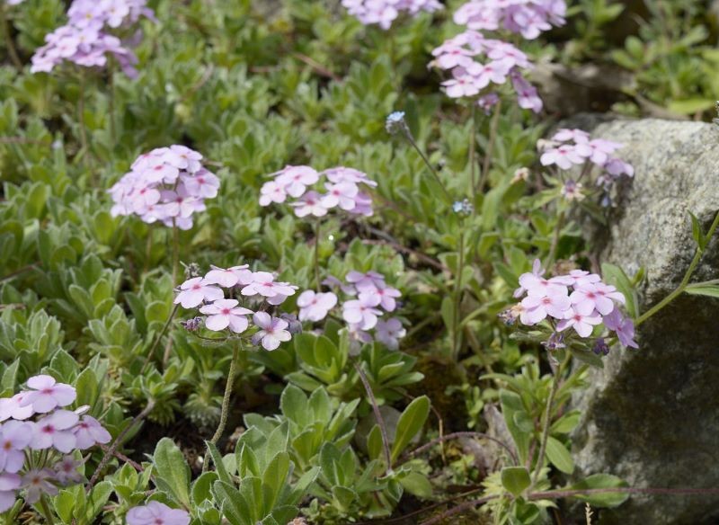 Niektóre naradki mają różowe kwiaty.