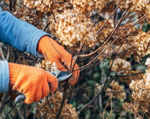 Jeżeli źle utniesz, nie zakwitną. Jak przycinać hortensje po zimie?