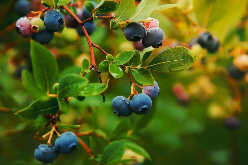 Zanim przyjdzie zima, warto zakwasić glebę pod borówką amerykańską.
