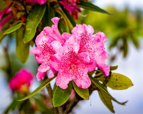 Azalia wielkokwiatowa (Rhododendron)