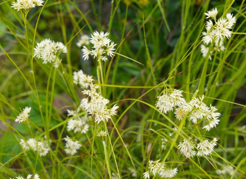 Kosmatka śnieżna ma lekkie, białe kwiatostany.