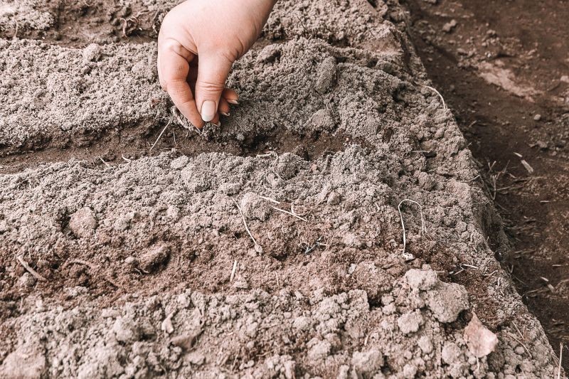 Siew nawozów zielonych pomoże utrzymać odpowiednią żyzność gleby.