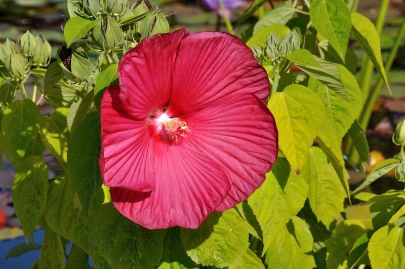 Hibiskus bagienny do kwitnienia potrzebuje systematycznego podlewania i nawożenia.