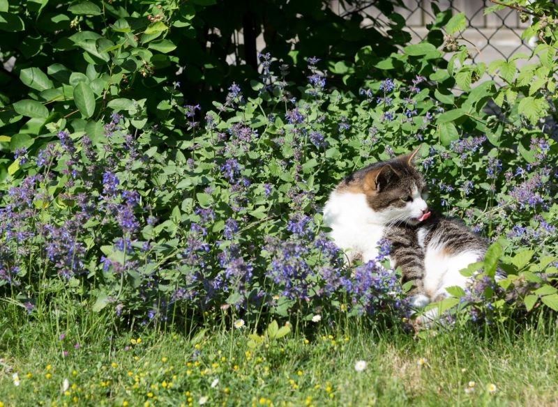 Kocimiętka przyciąga zapachem naszych czworonożnych przyjaciół.