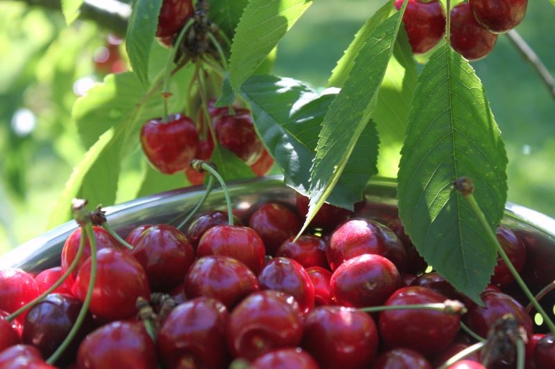 Cięcie wiśni i czereśni realizujemy po zbiorach owoców.