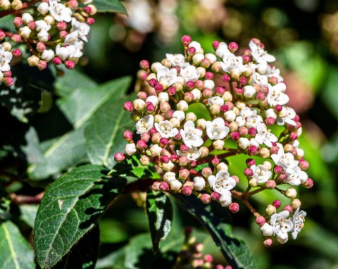 Chroni ogród przez cały rok, bo nie gubi liści. Kalina wawrzynowata – uprawa i zastosowanie