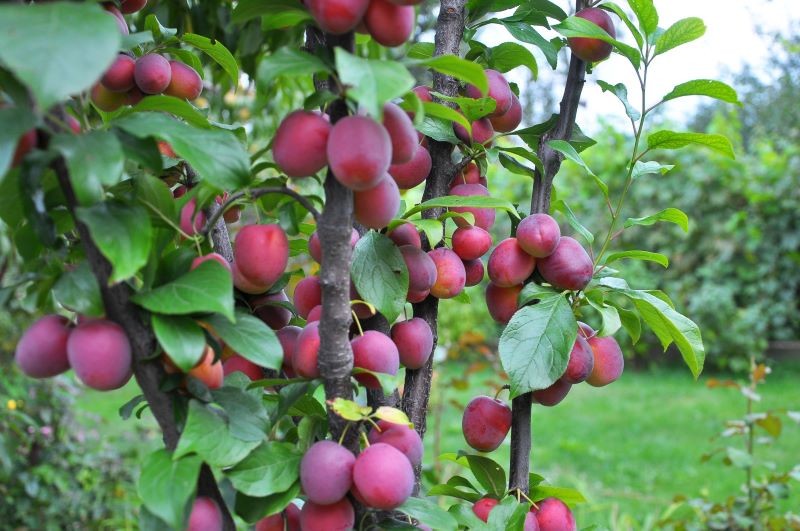 Śliwa z pestki wyda owoce dopiero po kilku latach.