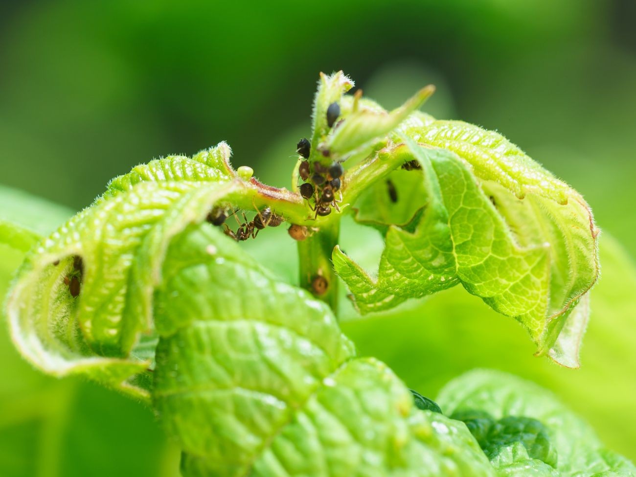 Mrówki bronią kolonii mszyc przed drapieżnikami, prowadząc do niekontrolowanego wzrostu populacji. Fot.  Natalia Garmasheva/Canva Pro