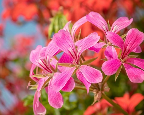 Pelargonia bluszczolistna (Pelargonium peltatum)