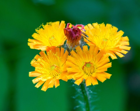 Jastrzębiec pomarańczowy (Hieracium aurantiacum)