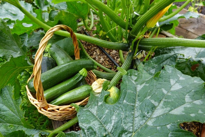 Nasiona możemy zbierać z dojrzałych owoców cukinii o twardej skórce.
