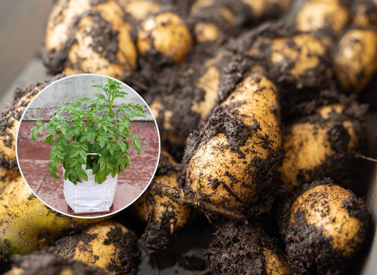 ziemniaki na balkonie