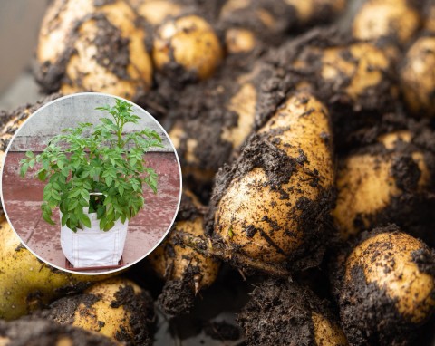 Ziemniaki na balkonie – uprawa w workach lub donicach