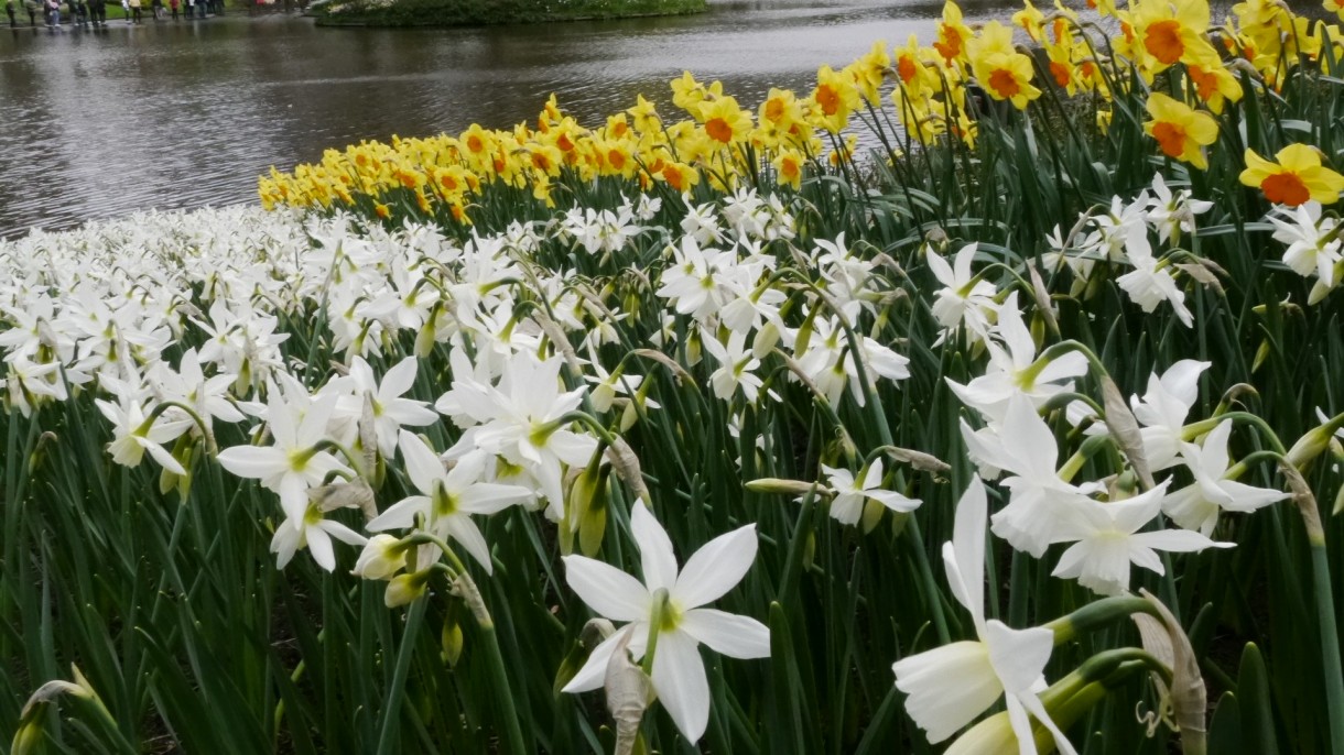 Pozostałe, Keukenhof