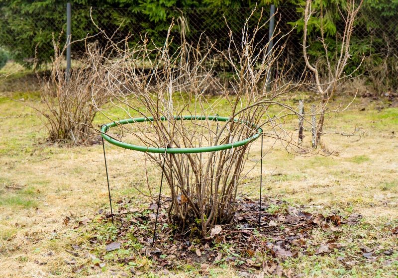 Porzeczkę czarną przycinamy, zanim rozpocznie wegetację. Fot. fotohelin/123RF.com