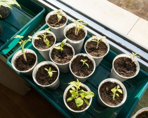 Najlepsze odmiany pomidorów na 2026 rok. Do sadzenia na balkonie, w gruncie i szklarni