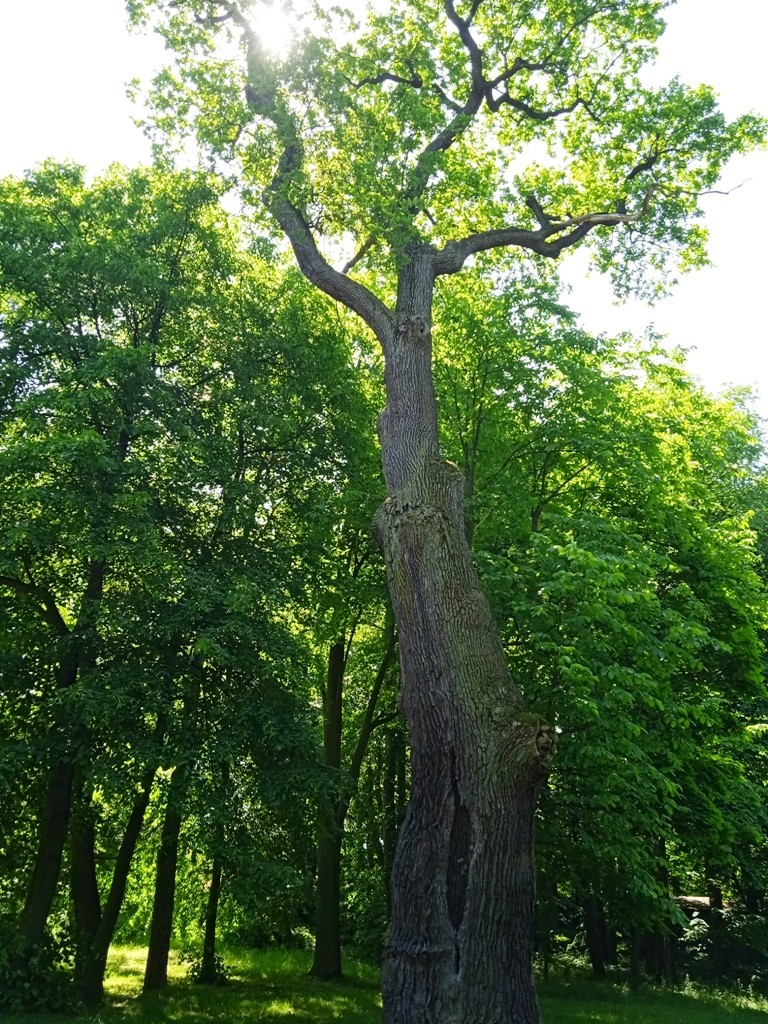 Podróże, WOKÓŁ PAŁACU RACZYŃSKICH