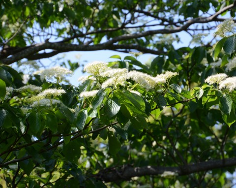 Dereń rozłogowy (Cornus sericea)