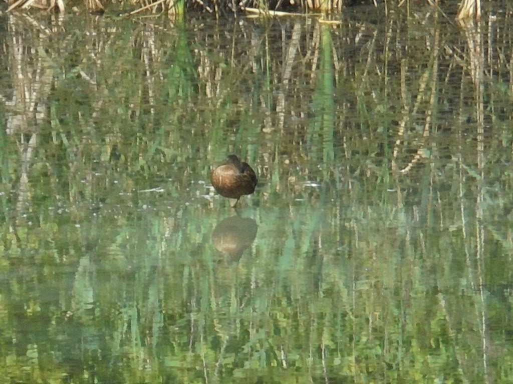 Pozostałe, NATURA w PEŁNEJ  KRASIE - Park Mickiewicza