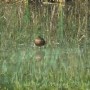 Pozostałe, NATURA w PEŁNEJ  KRASIE - Park Mickiewicza