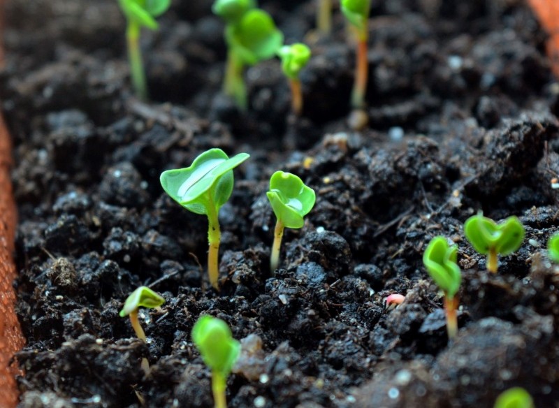 wysiew bylin w woreczkach