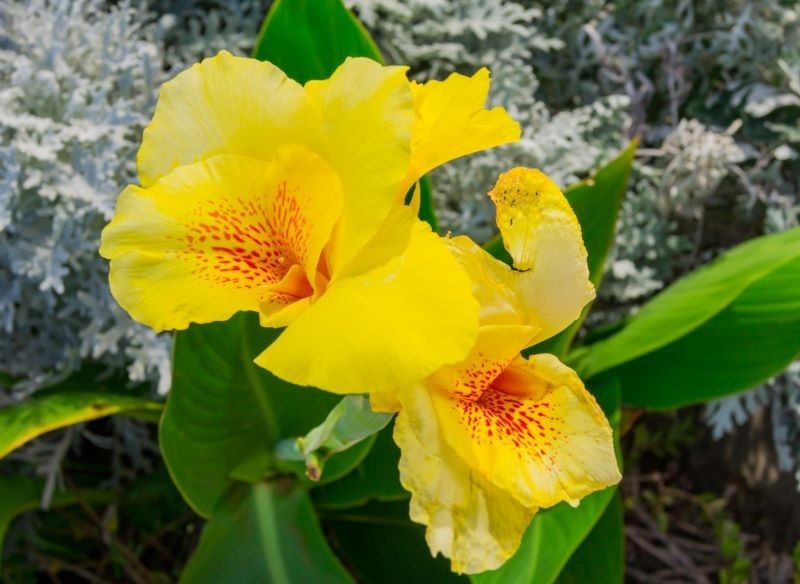 Zjawiskowa kanna występuje w wielu kolorach.