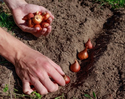 Sadzenie kwiatów cebulowych kwitnących wiosną. Po zimie ogród będzie tryskał kolorami