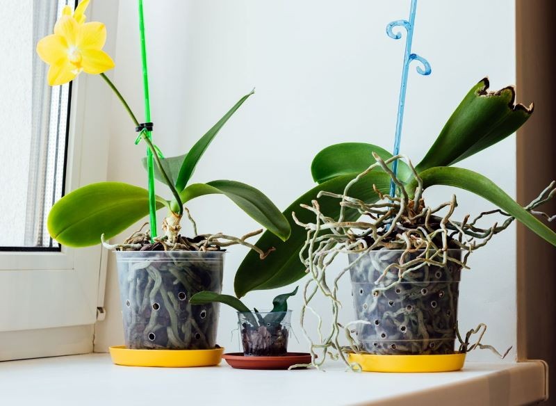 Gdy storczyk potrzebuje przesadzenia, daje wyraźne sygnały.