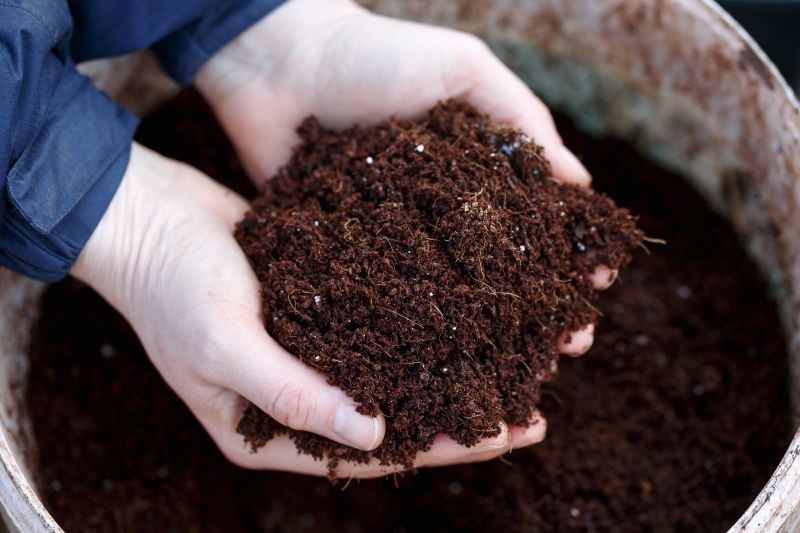 Dojrzały, jednolity kompost o ziemistym aromacie stanowi bazę herbaty kompostowej.