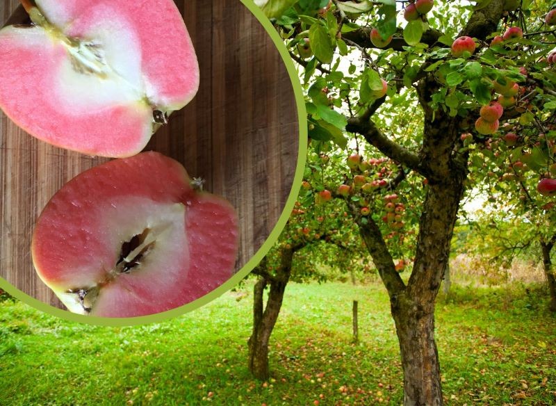 Jabłka o czerwonym miąższu zaskakują nie tylko wyglądem, ale również smakiem.