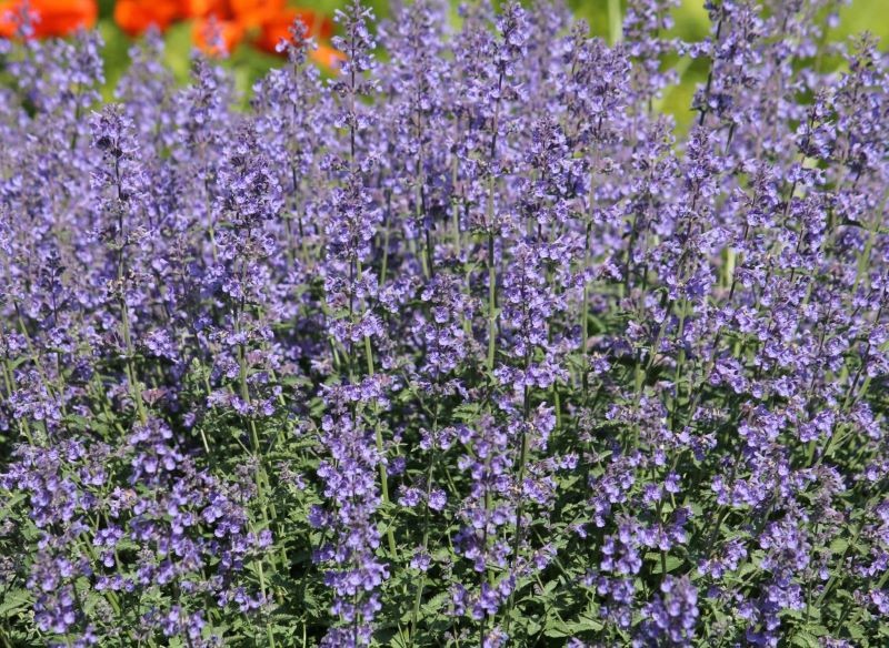 Uprawa kocimiętki jest bardzo łatwa.