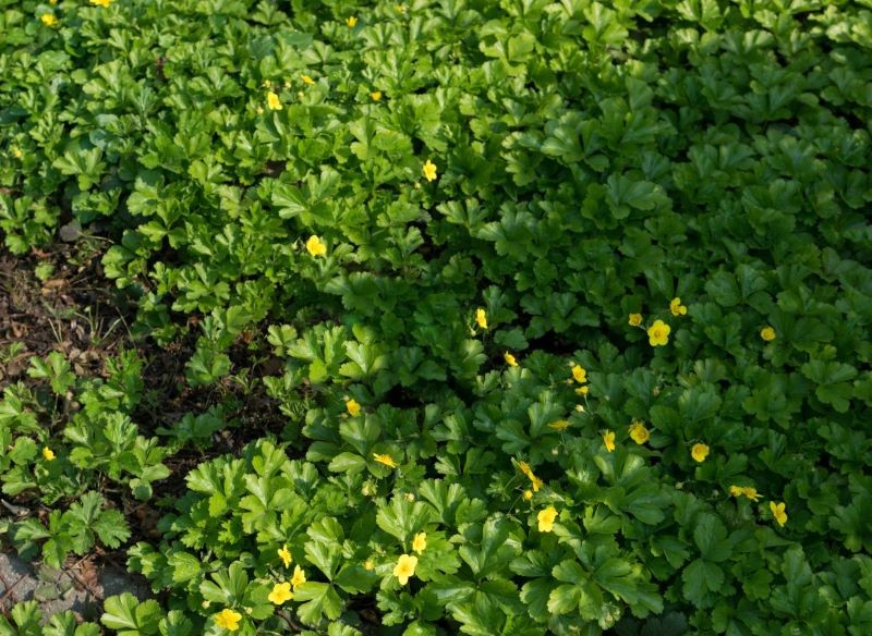 Pragnia syberyjska (Waldsteinia ternata) szybko rośnie nawet w cieniu.